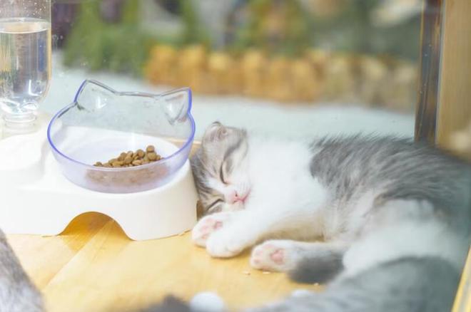 猫粮排行榜前十名口碑最好的猫粮(图7)