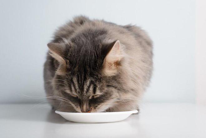 猫粮排行榜前十名口碑最好的猫粮(图10)