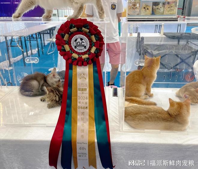 爱猫人士的天堂！福派斯杯名猫巡展揭秘猫咪世界的秘密！(图2)