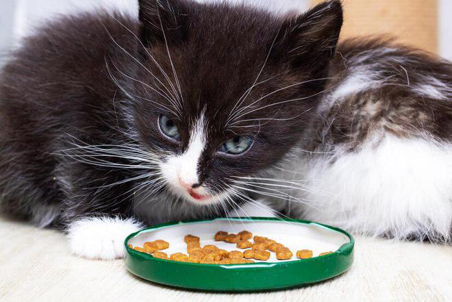 百利猫粮怎么样？百利猫粮好不好？(图5)