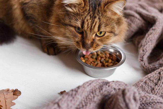 百利猫粮怎么样？百利猫粮好不好？(图7)