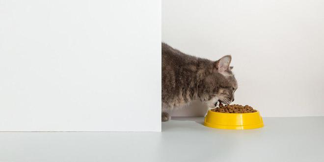 九游体育：猫粮品牌十大排行(图7)