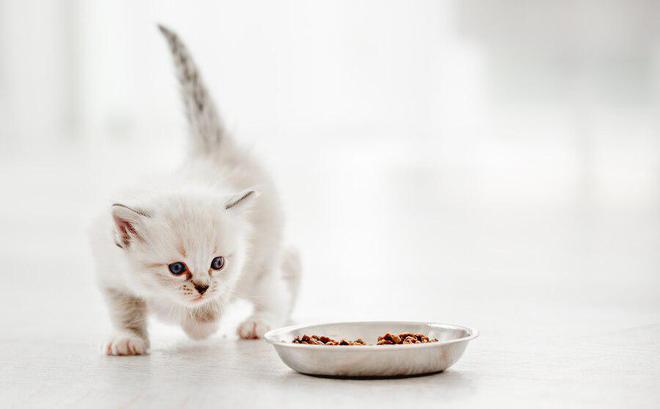 九游体育：猫粮品牌十大排行(图5)