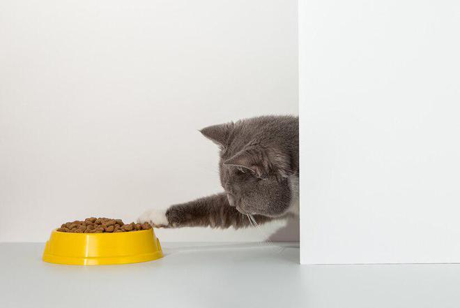 九游体育：猫粮品牌十大排行(图4)