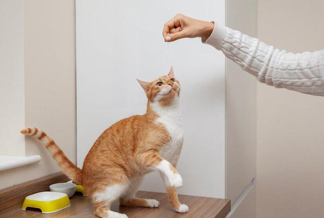 九游体育：猫粮品牌十大排行(图3)