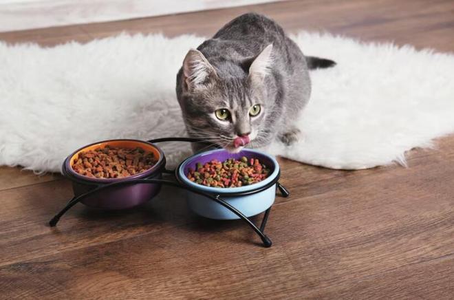九游体育：猫粮品牌十大排行(图2)