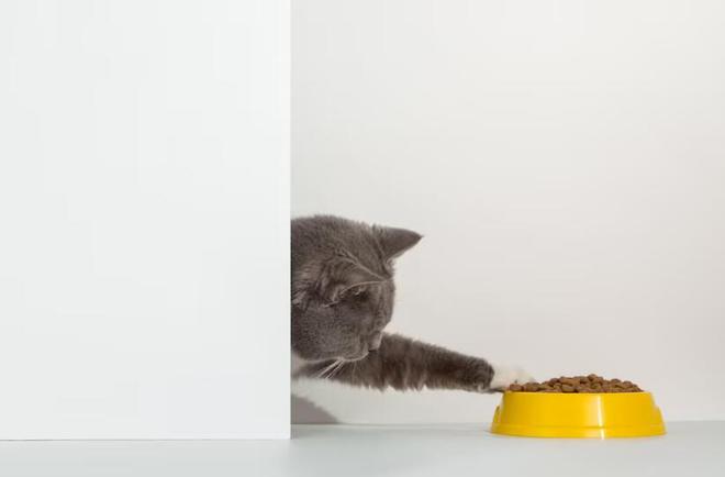 九游体育：猫粮品牌十大排行(图6)