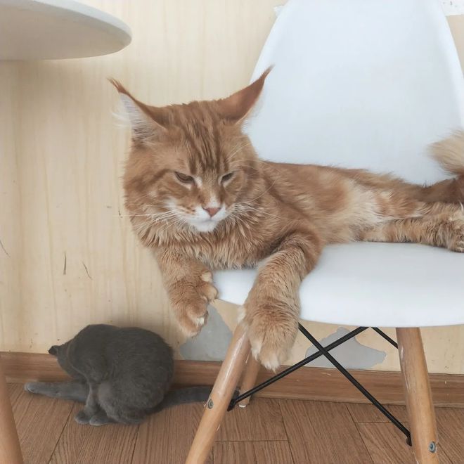 穷人猫粮推荐不买贵的只买对的(图3)