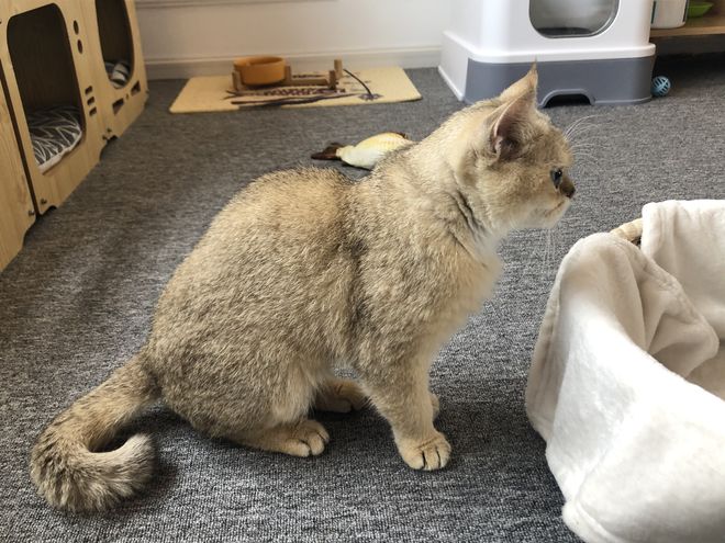 穷人猫粮推荐不买贵的只买对的(图2)