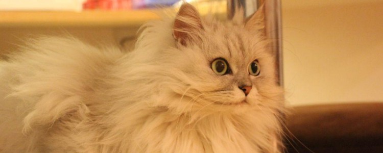 国产猫粮推荐这几款优质国产粮不比进口差(图3)