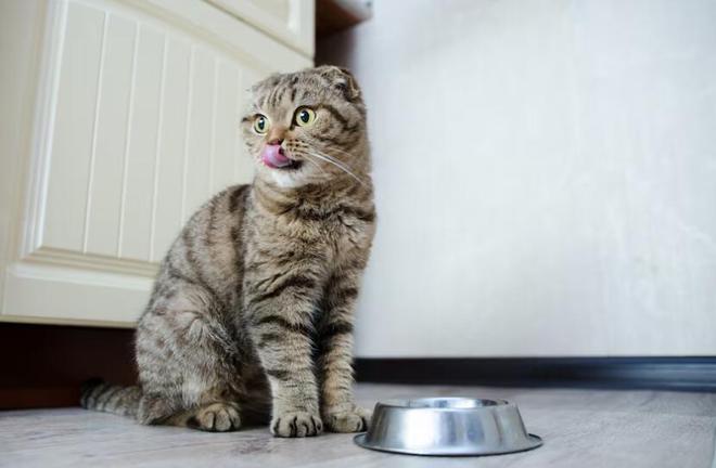 猫粮推荐：2024年十大猫粮品牌排行榜(图2)