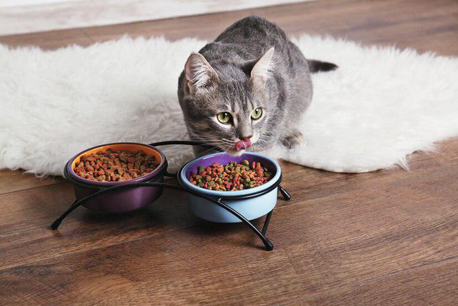 猫粮推荐：2024年十大猫粮品牌排行榜(图10)