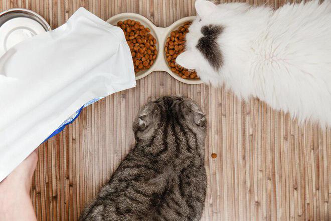 猫粮推荐：2024年十大猫粮品牌排行榜(图9)