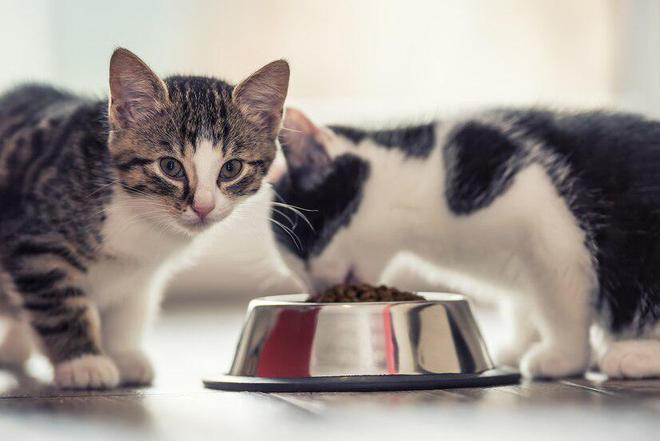 猫粮推荐：2024年十大猫粮品牌排行榜(图3)