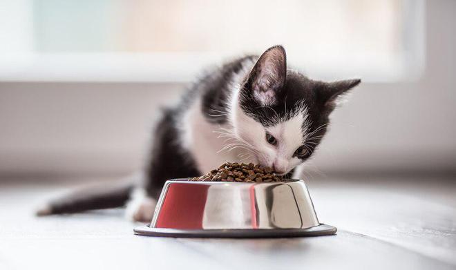 猫粮推荐：2024年十大猫粮品牌排行榜(图4)