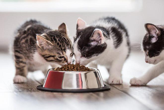 猫粮推荐：2024年十大猫粮品牌排行榜(图5)