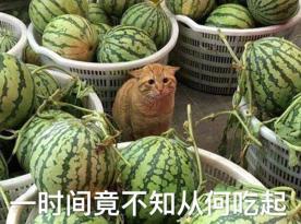猫粮狗粮到底有多赚钱？(图7)
