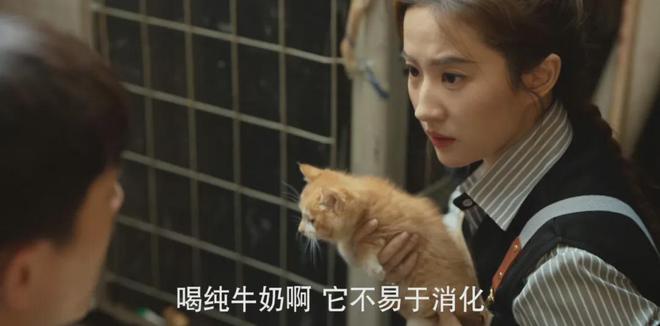 “我吃99外卖猫吃满汉全席”风很大的高端宠物粮掏空年轻人(图4)