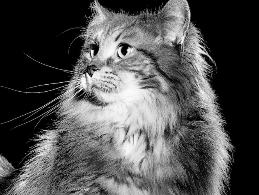 “Go！猫粮”检测结果均合格为何还有人退货？(图4)