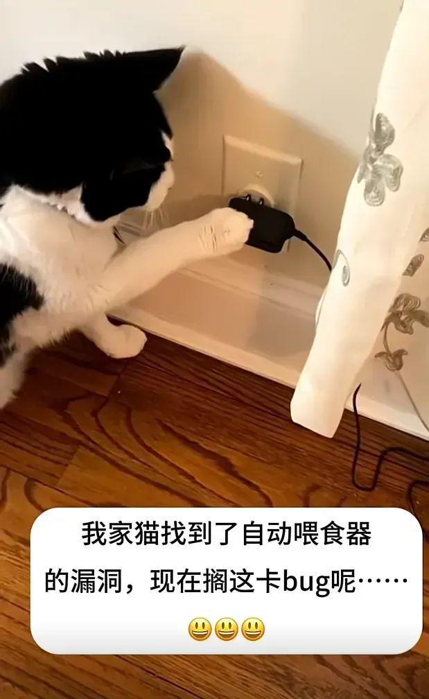 猫咪会卡喂食机的bug不停的插拔插头掉猫粮太聪明了！(图1)