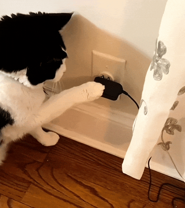 猫咪会卡喂食机的bug不停的插拔插头掉猫粮太聪明了！(图2)