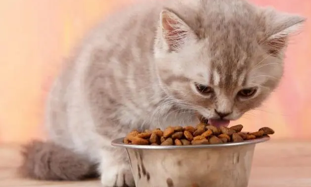 世界十大顶级猫粮品牌(图1)
