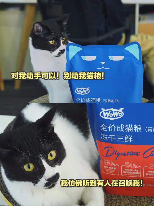 九游体育：WoWo猫粮：国货猫粮市场内卷我们把心思花在哪了？(图3)