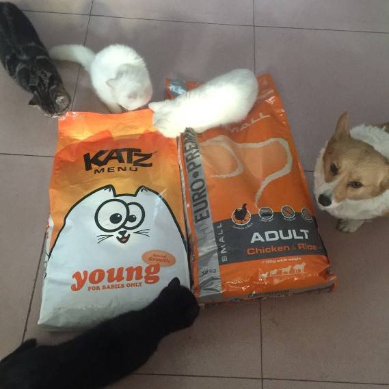 有人在淘宝某网店买到了假猫粮猫咪差点被害死！(图4)