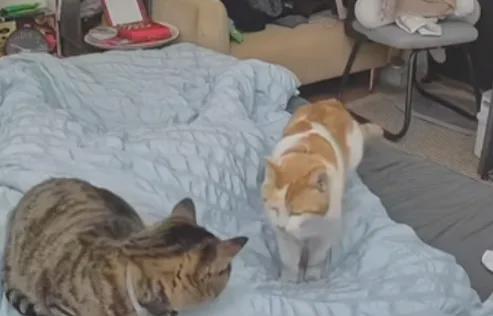 铲屎官发现猫咪明明食欲下降了但给它的猫粮每次都被吃得干干净净(图4)