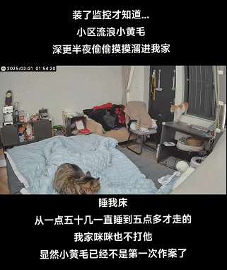 铲屎官发现猫咪明明食欲下降了但给它的猫粮每次都被吃得干干净净(图2)