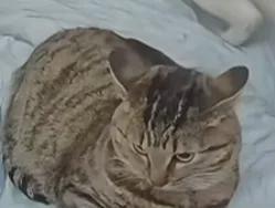 铲屎官发现猫咪明明食欲下降了但给它的猫粮每次都被吃得干干净净(图3)