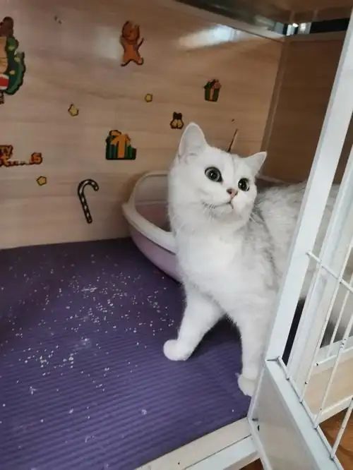 九游体育网站：宠物免费领养藏猫腻万元猫贷套牢爱心法律真空谁之过？(图3)