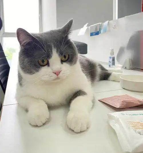 九游体育网站：宠物免费领养藏猫腻万元猫贷套牢爱心法律真空谁之过？(图4)
