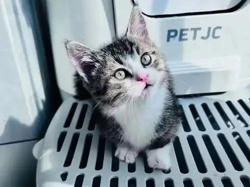 九游体育网站：宠物免费领养藏猫腻万元猫贷套牢爱心法律真空谁之过？(图6)