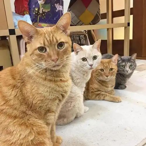 九游体育网站：宠物免费领养藏猫腻万元猫贷套牢爱心法律真空谁之过？(图7)