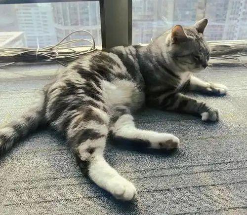 九游体育网站：宠物免费领养藏猫腻万元猫贷套牢爱心法律真空谁之过？(图8)