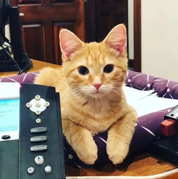 九游体育网站：宠物免费领养藏猫腻万元猫贷套牢爱心法律真空谁之过？(图5)