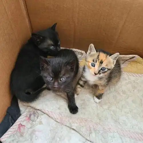 九游体育网站：宠物免费领养藏猫腻万元猫贷套牢爱心法律真空谁之过？(图10)