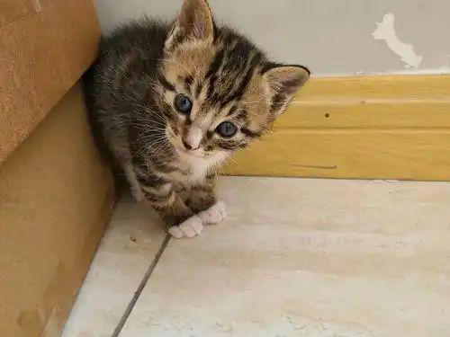 九游体育网站：宠物免费领养藏猫腻万元猫贷套牢爱心法律真空谁之过？(图9)