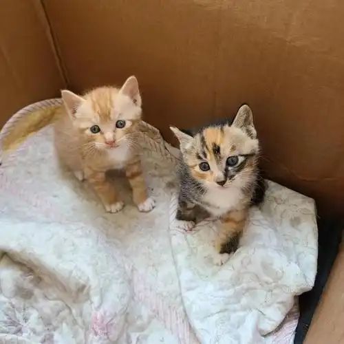 九游体育网站：宠物免费领养藏猫腻万元猫贷套牢爱心法律真空谁之过？(图11)