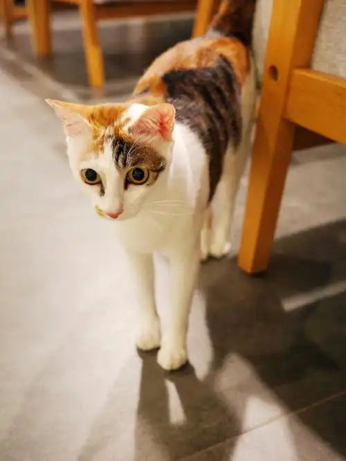 九游体育网站：宠物免费领养藏猫腻万元猫贷套牢爱心法律真空谁之过？(图12)