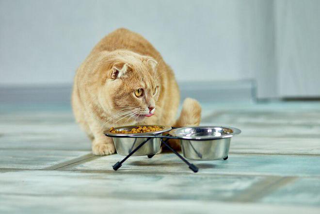什么牌子的猫粮比较好(图5)