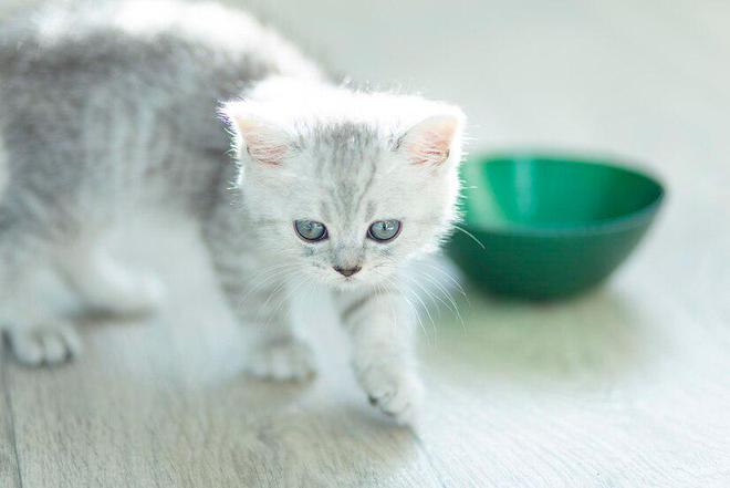 什么牌子的猫粮比较好(图2)
