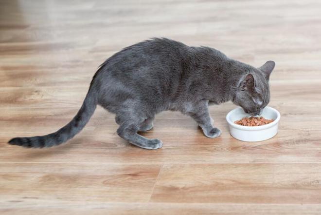 什么牌子的猫粮比较好(图8)
