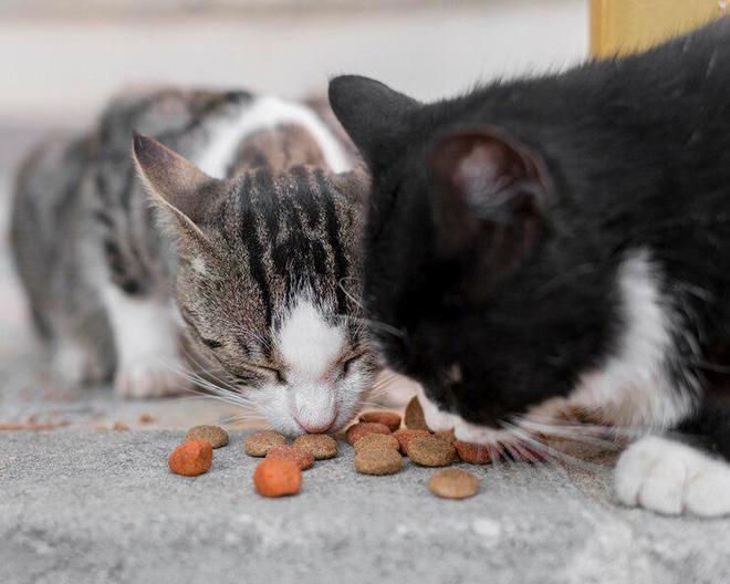 什么牌子的猫粮比较好(图7)