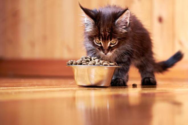 什么牌子的猫粮比较好(图11)