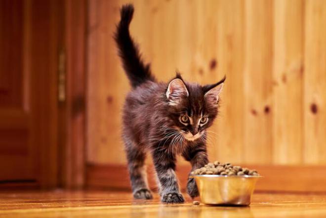 什么牌子的猫粮比较好(图10)