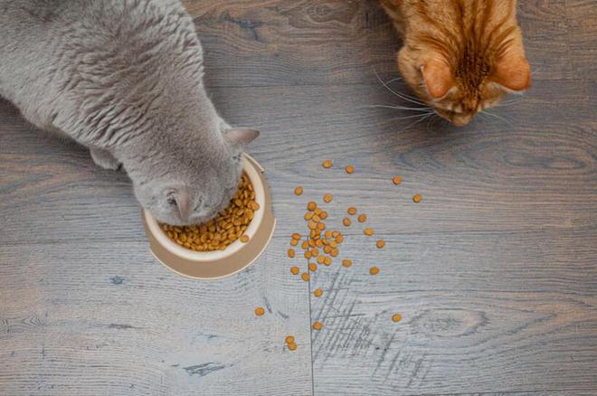 什么牌子的猫粮比较好(图12)