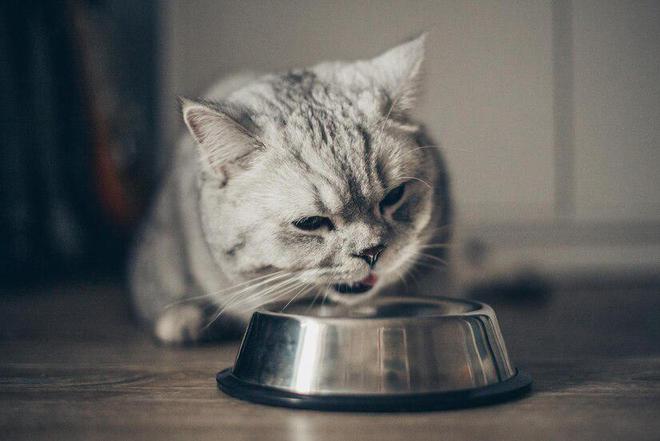 什么牌子的猫粮比较好(图14)