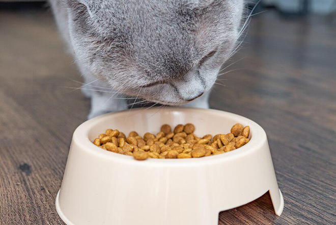 什么牌子的猫粮比较好(图13)